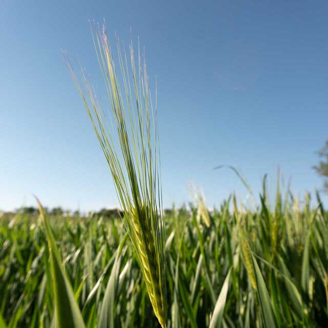 Rund um den Hof wächst das Weizen für die produktion von Mehl.