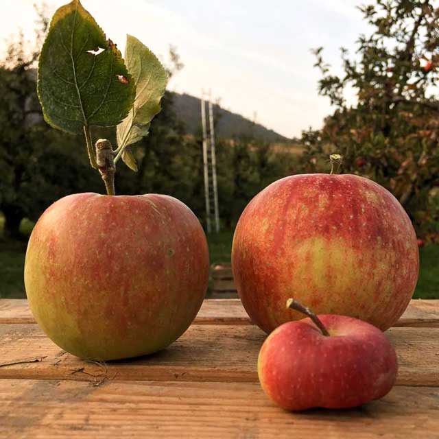 Die Bio Äpfel sind der Natur ausgesetzt.