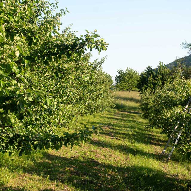 Die Apfelbäume werden nach Biostandards gepflegt.