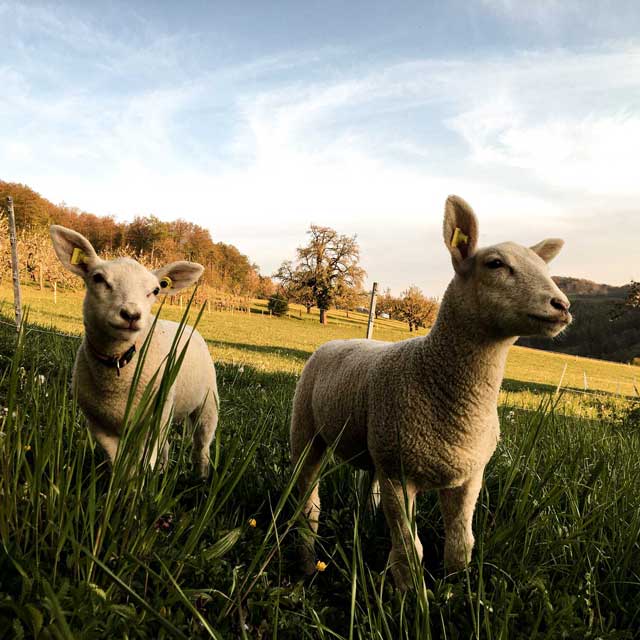 Die Schafe geniessen das idyllische leben auf dem Mettlihof.